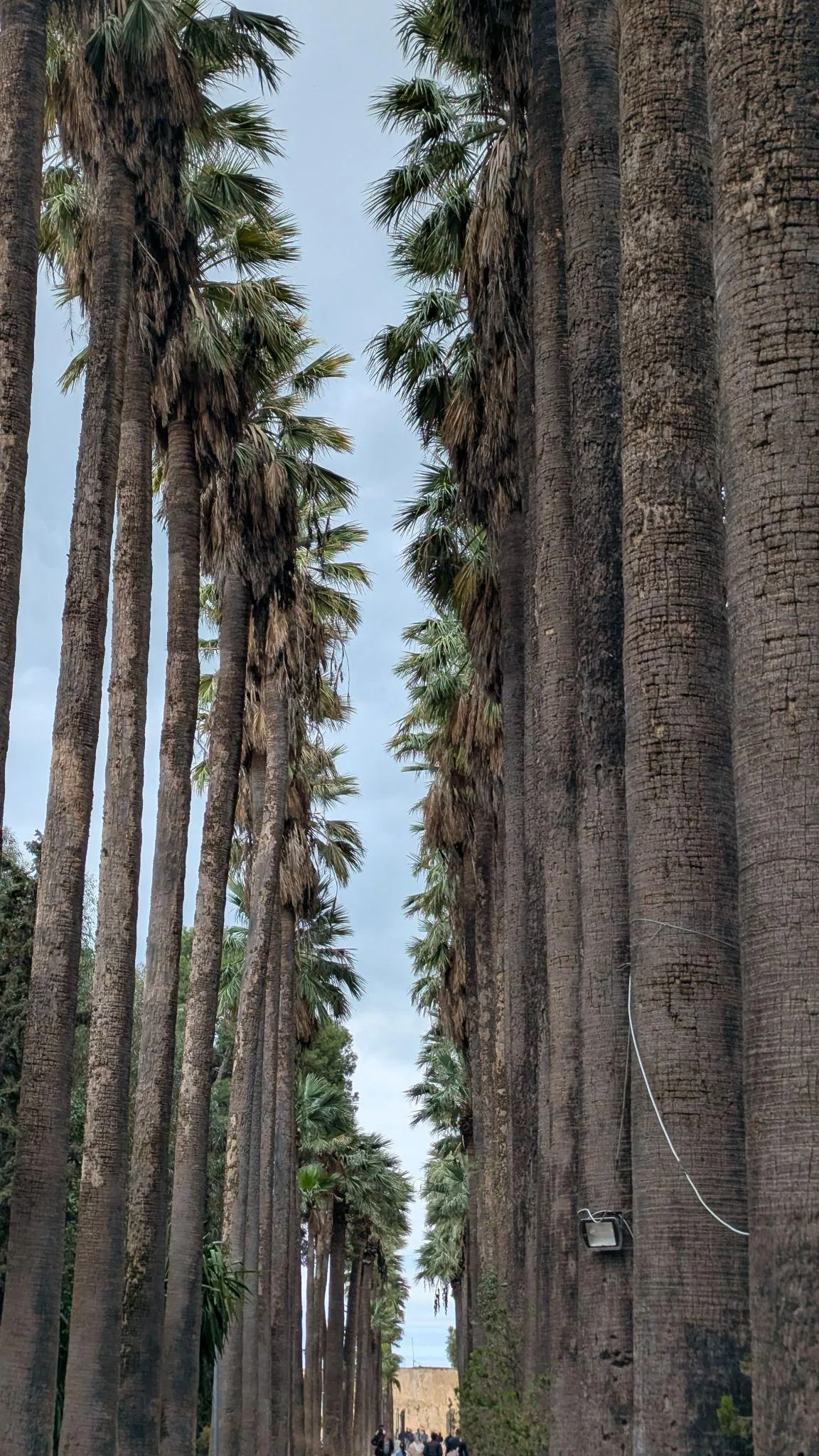 A palm-lined path inside Jnan Sbil garden in Fez