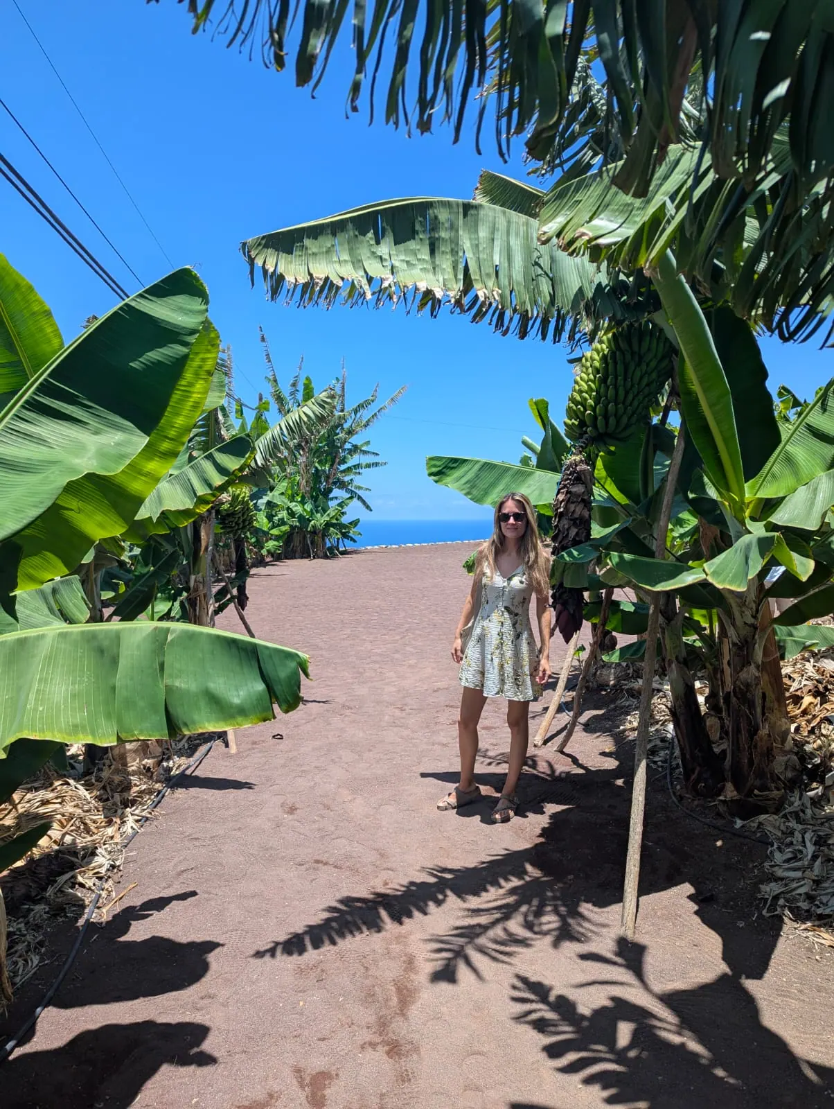 A traveller walking between banana plants at Mundo del PlÃ¡tano near Las Palmas
