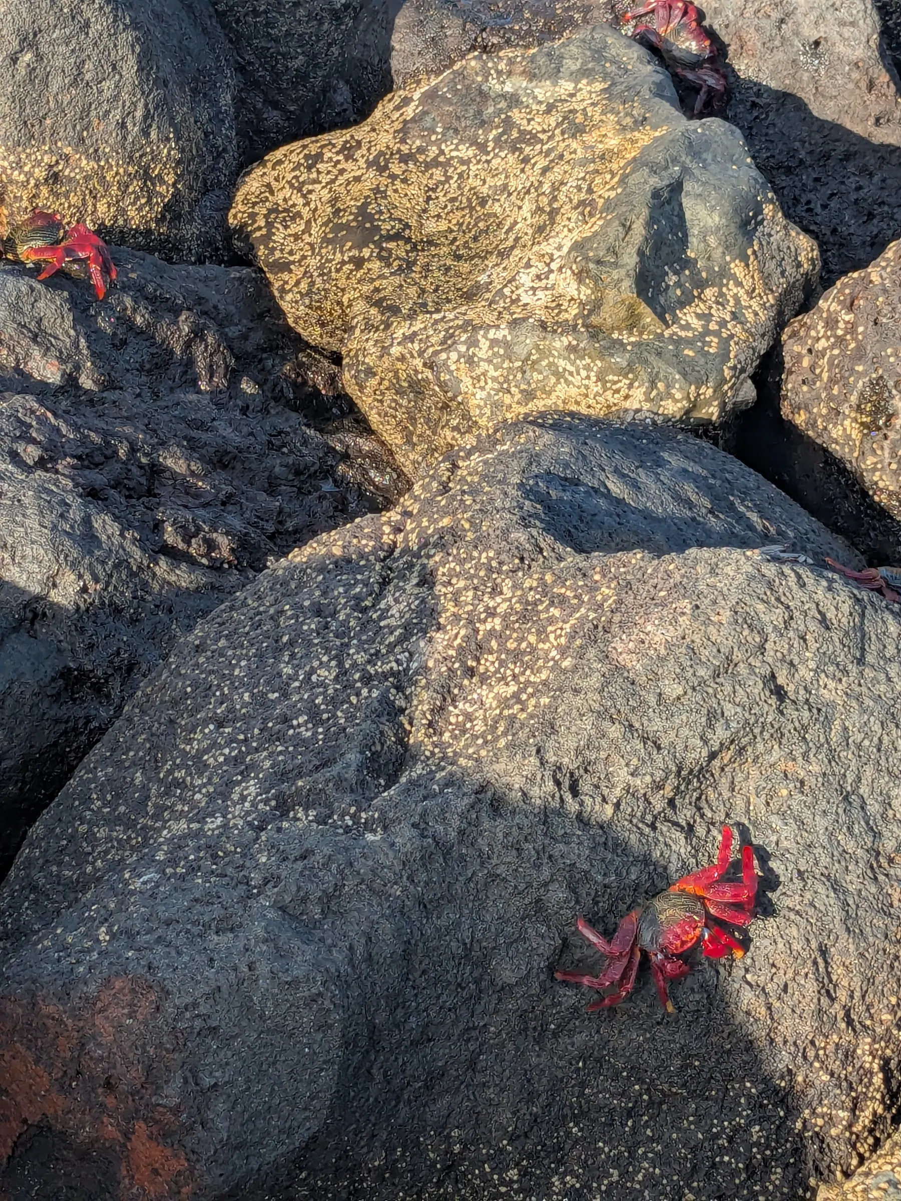 Small red crabs on dark volcanic rocks at Los Charcones