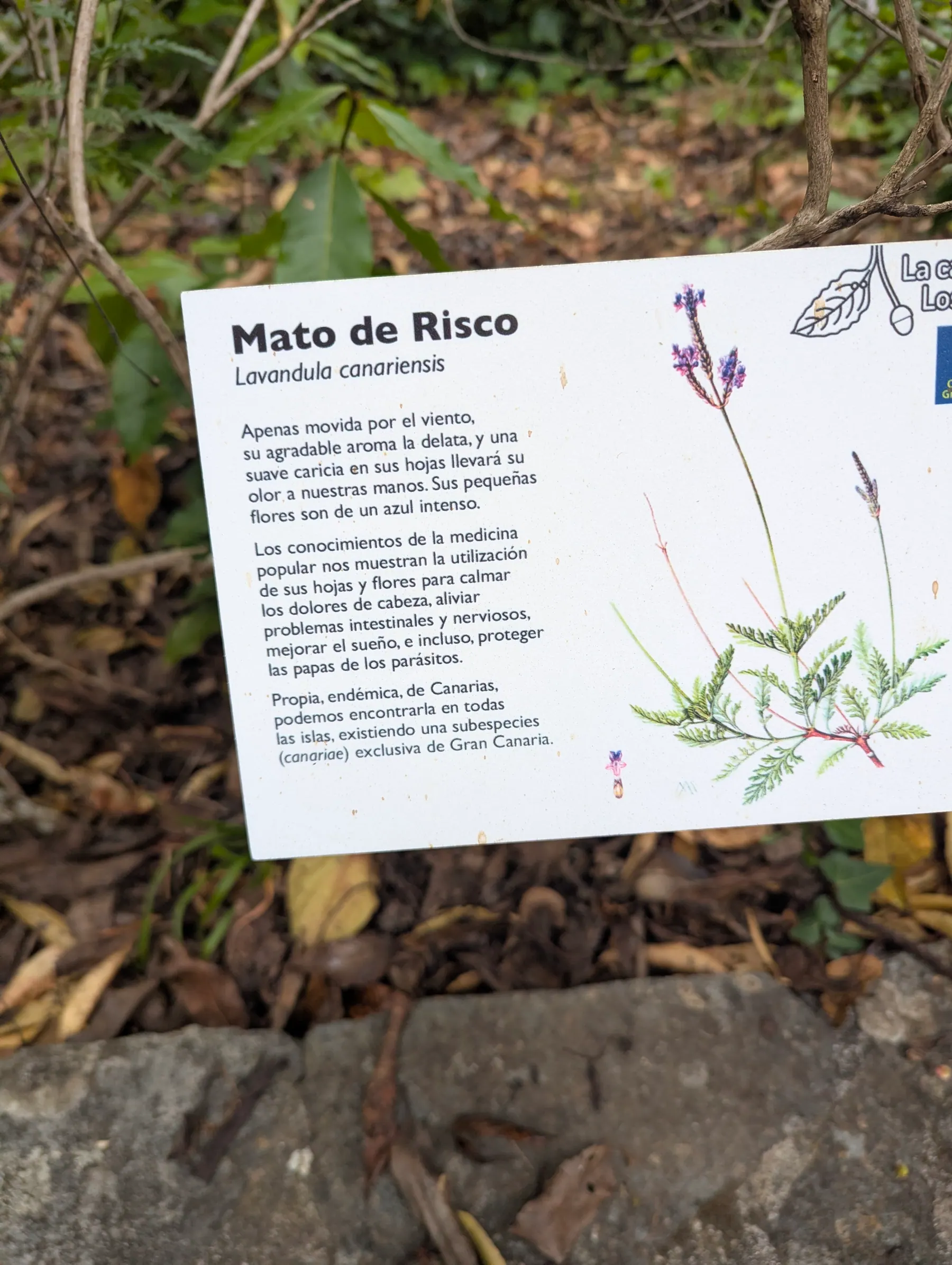 An interpretive sign for native laurisilva plants on the Los Tilos de Moya trail