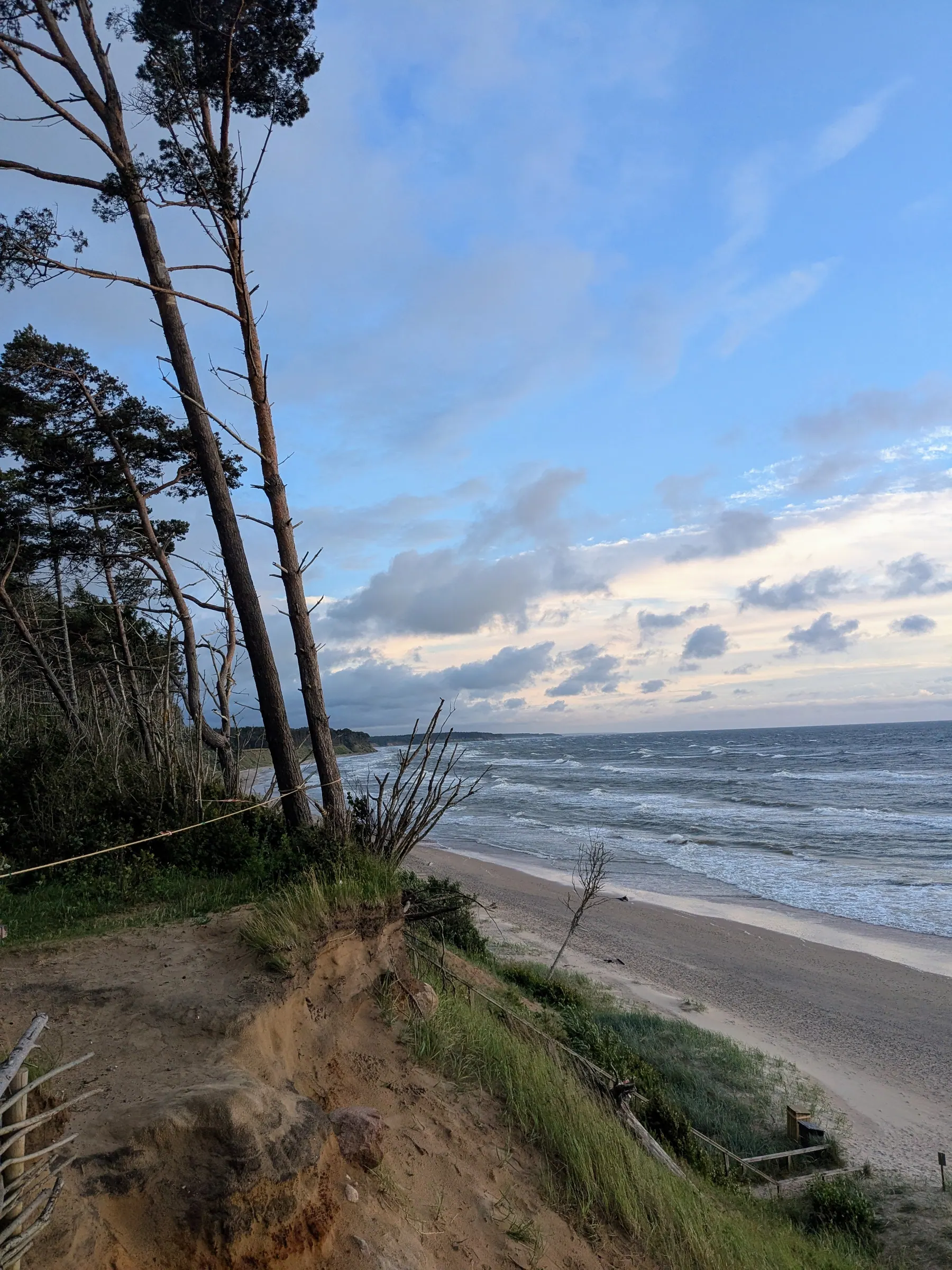Pine trees growing at the edge of Jūrkalne's steep sandy coast