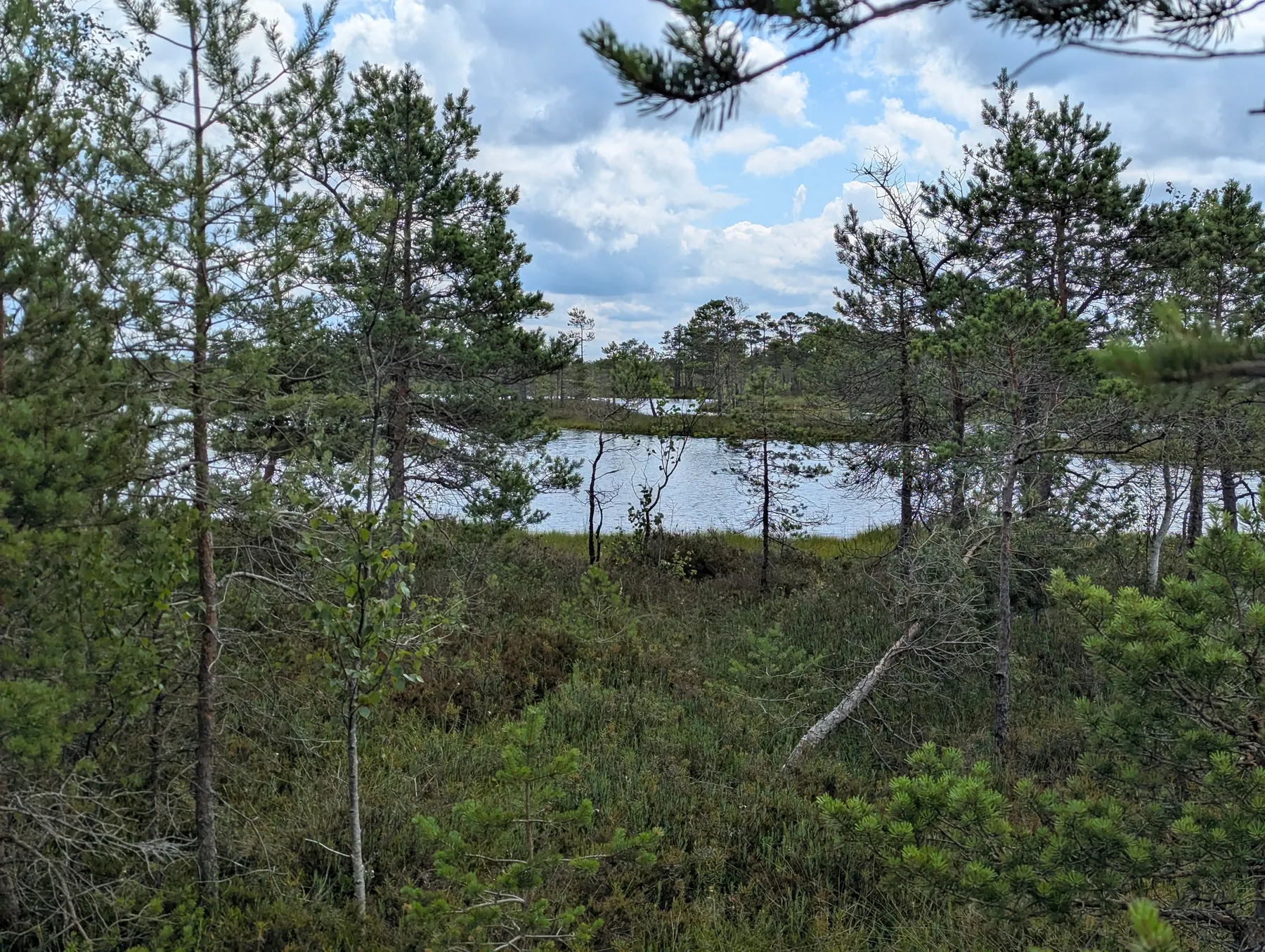 A quiet bog pool seen through the pines near the Great Ķemeri Bog Boardwalk