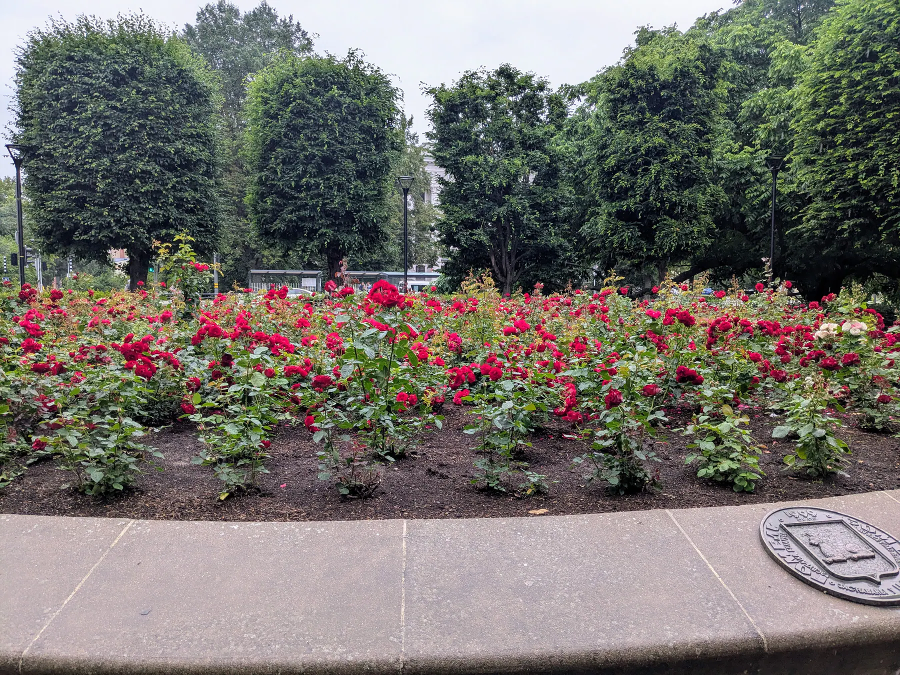 Red and pink roses flowering in a Liepāja garden
