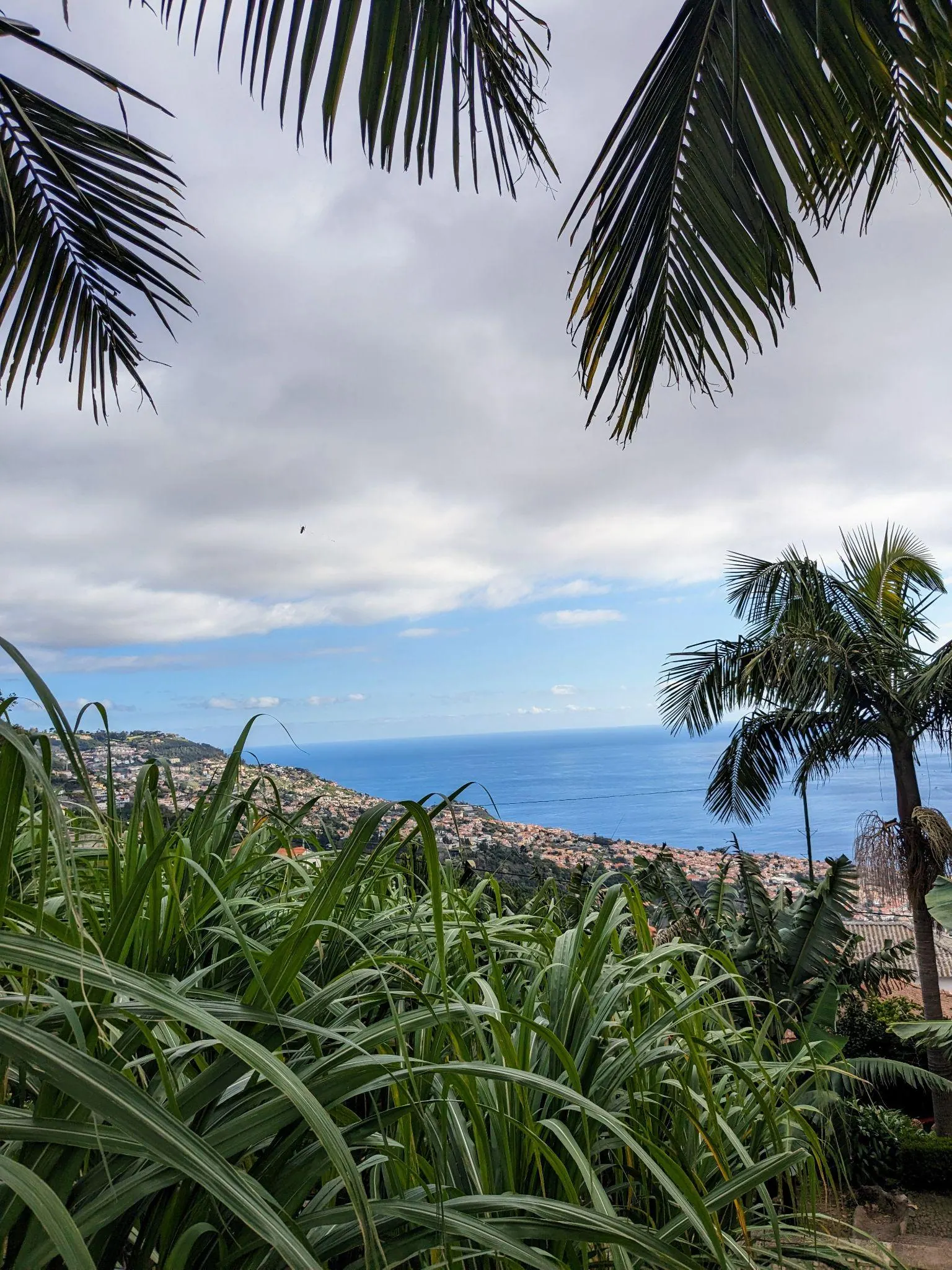 Sea view through palms at Monte Palace Tropical Garden in Madeira