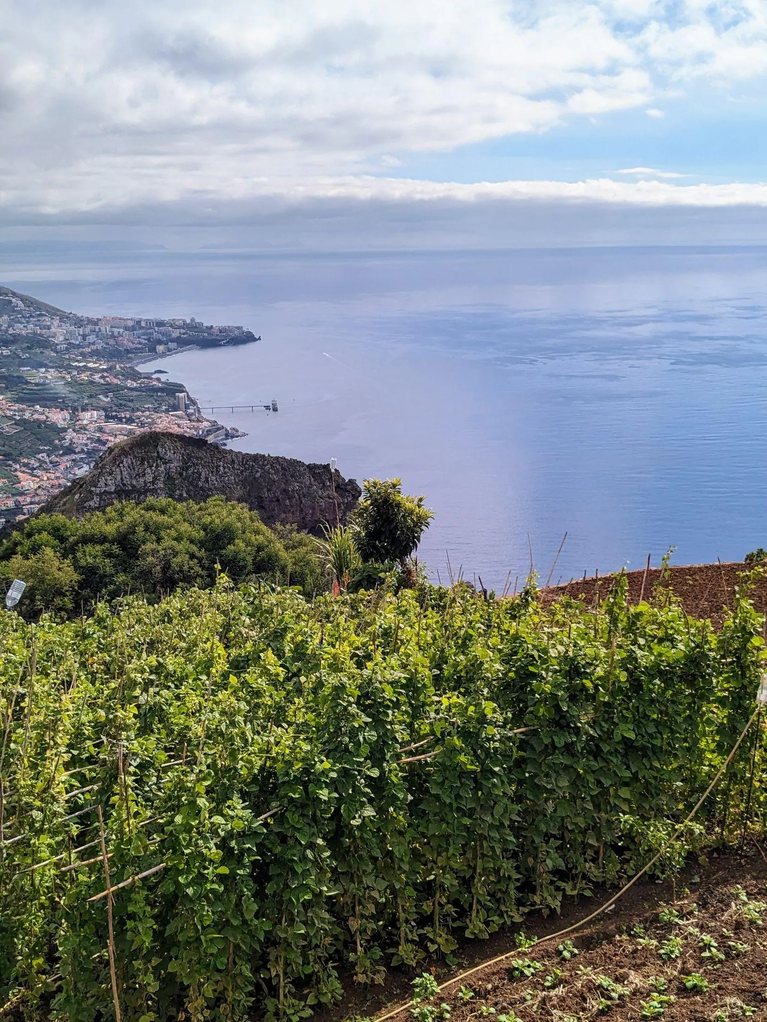 Banana plantations and coastline on the walk toward Câmara de Lobos