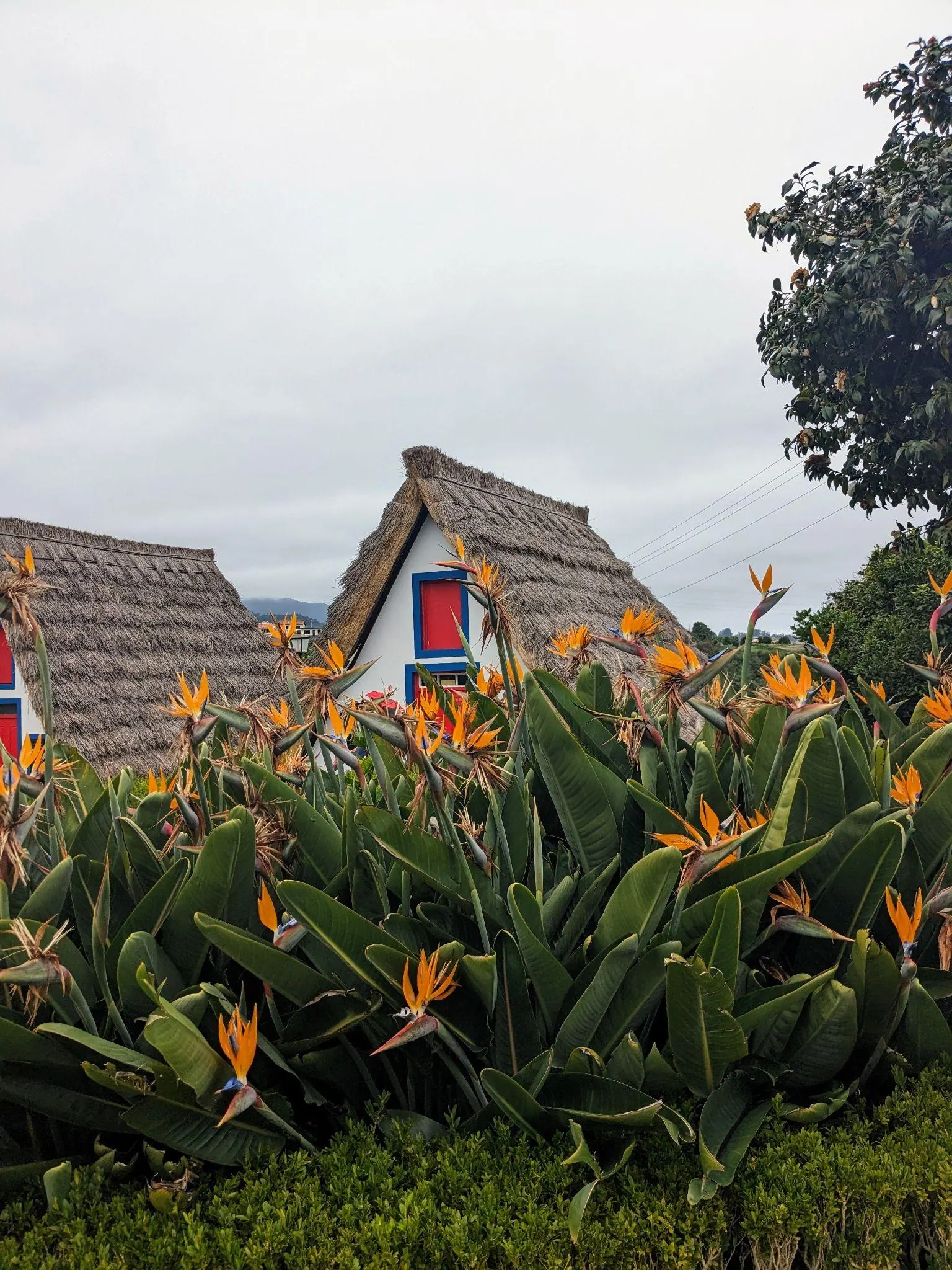 Flowers in front of traditional Santana houses in Madeira