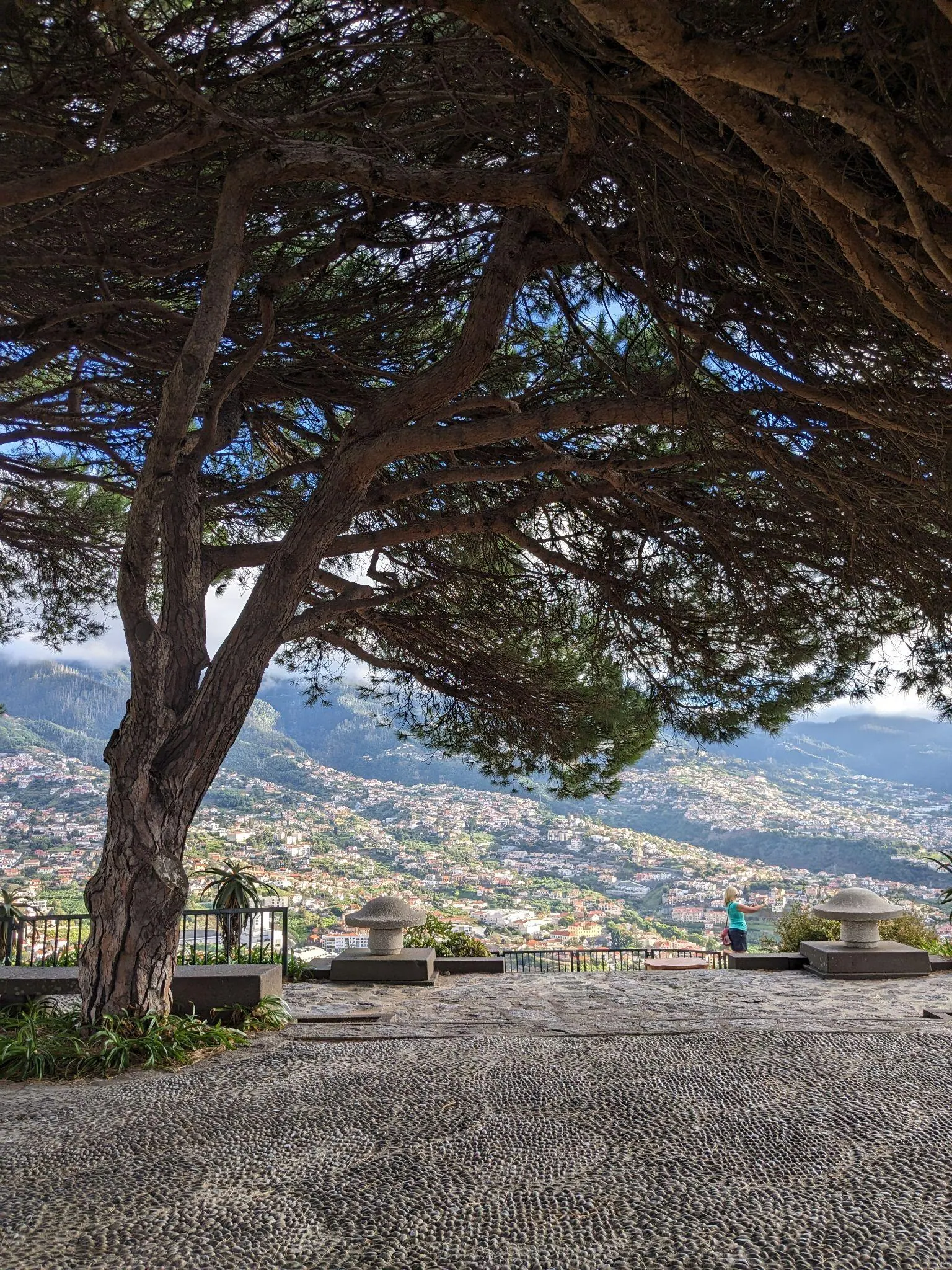 Funchal seen from Miradouro Pico dos Barcelos through trees