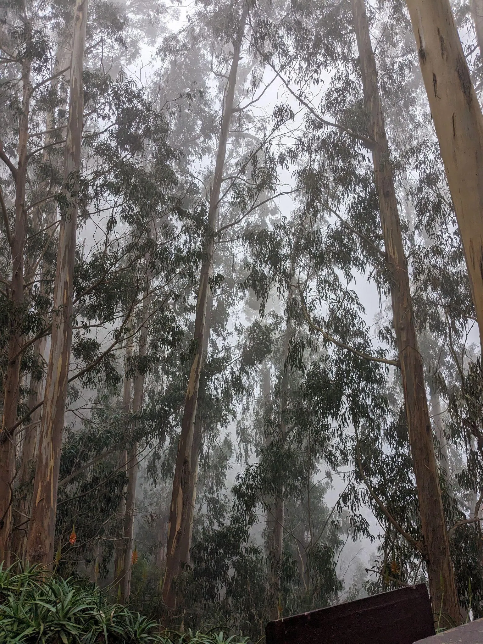 Fog moving through tall trees in Madeira's mountain forest