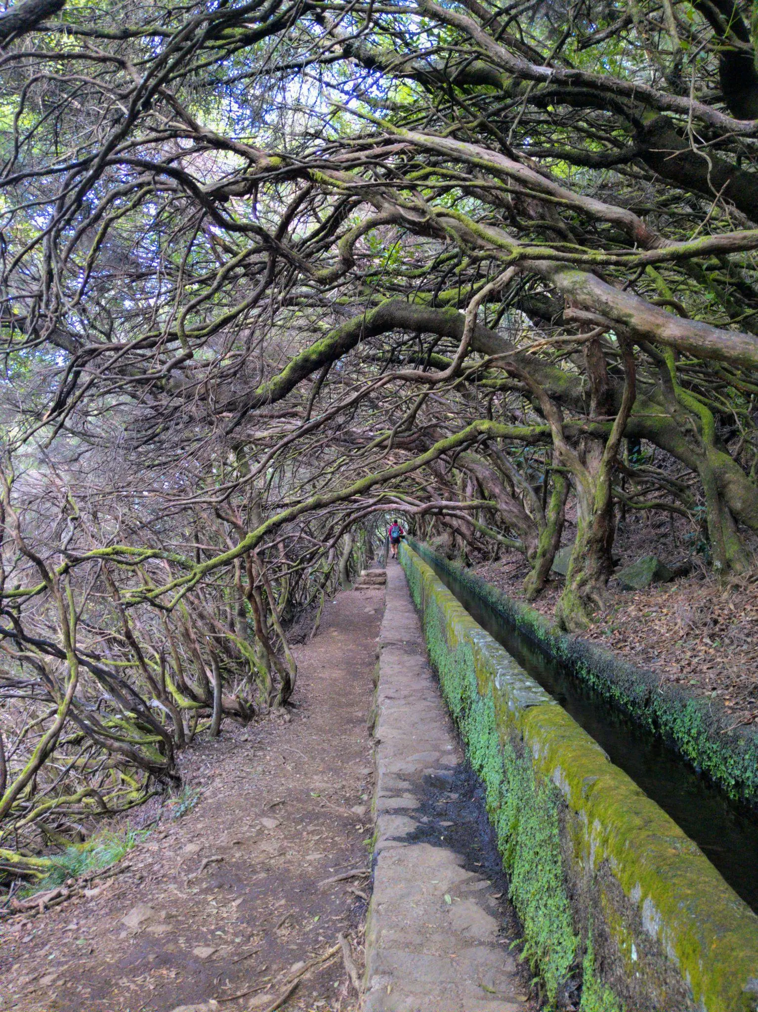 Narrow levada path through trees in Madeira