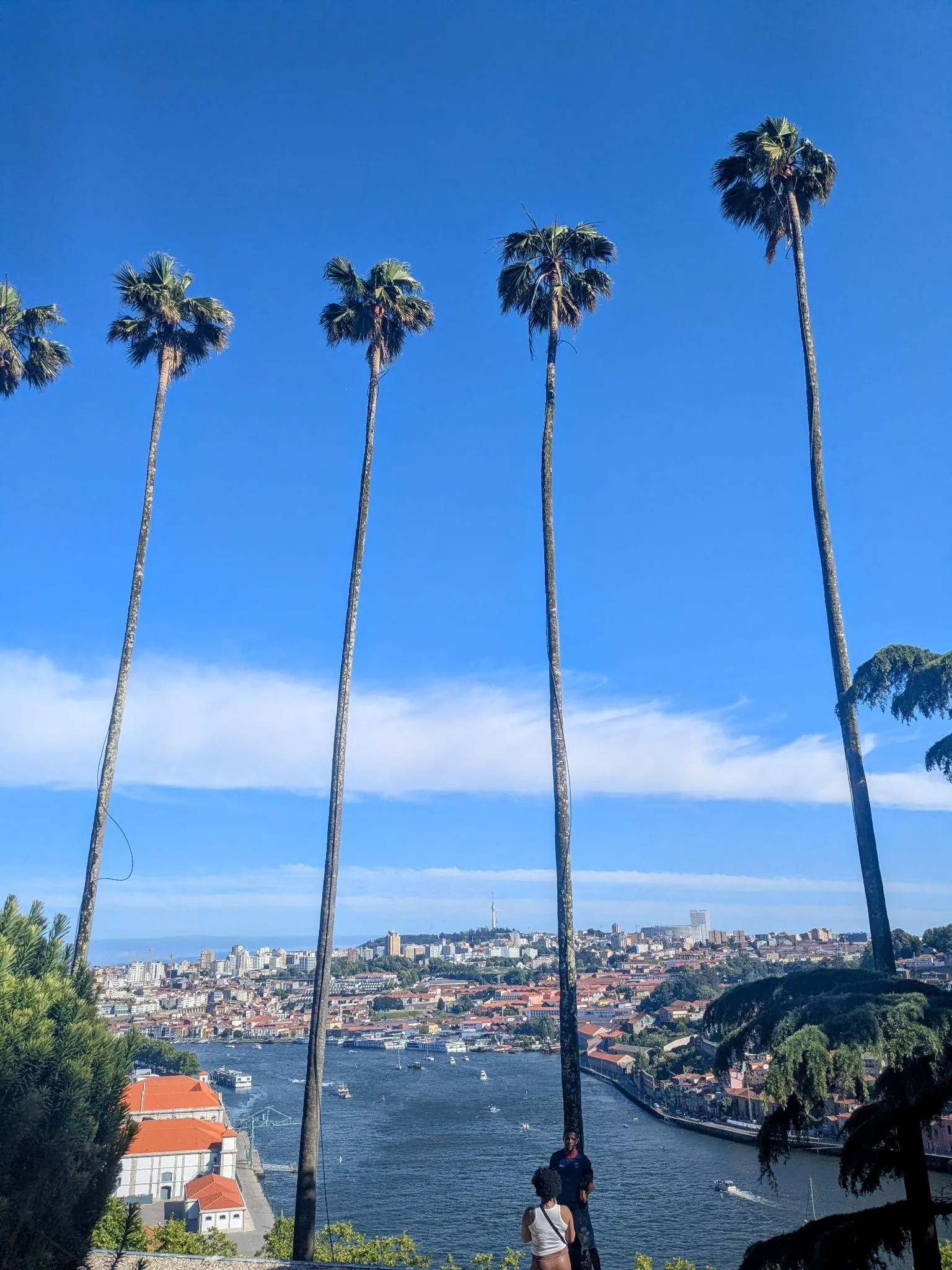 Tall palms and blue sky at Jardins do Palacio de Cristal in Porto