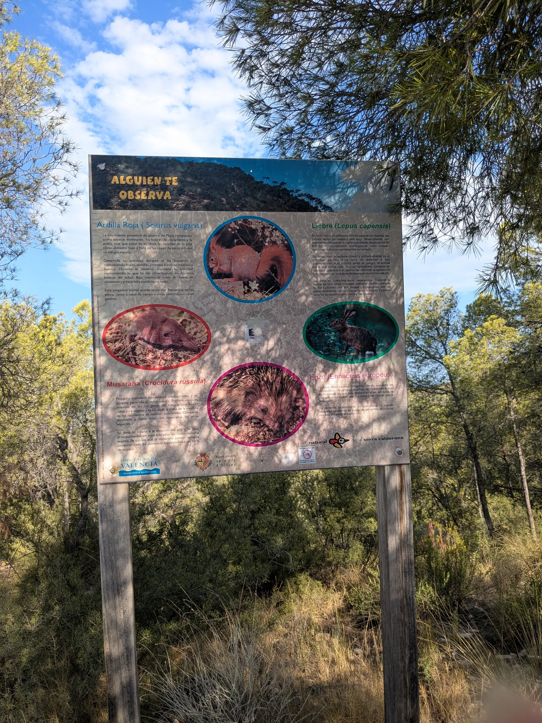 Illustrated information board explaining the Iberian site at Puntal dels Llops
