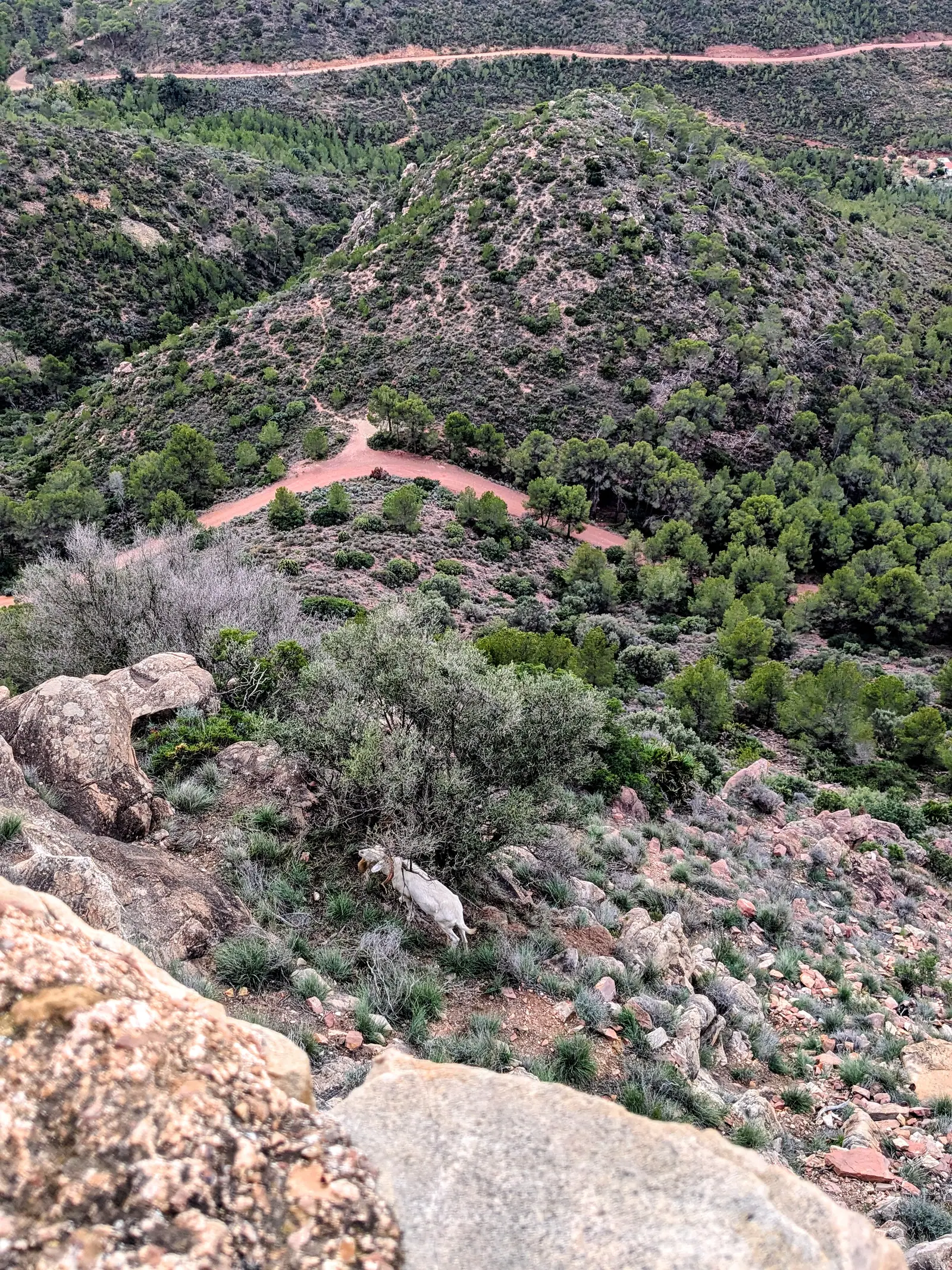 A white goat on the rocky slope below Castell de Serra, with forested Calderona hills beyond
