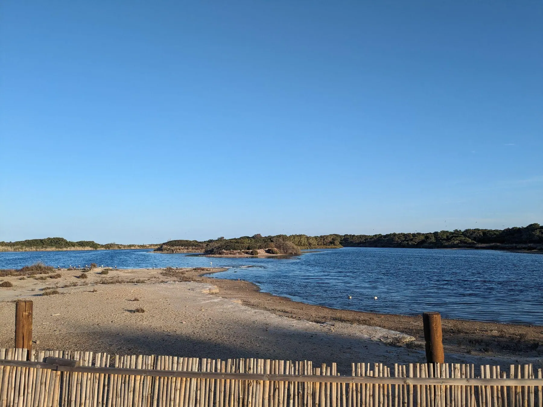 The tranquil lagoon of Estany del Pujol surrounded by green pine trees and dunes