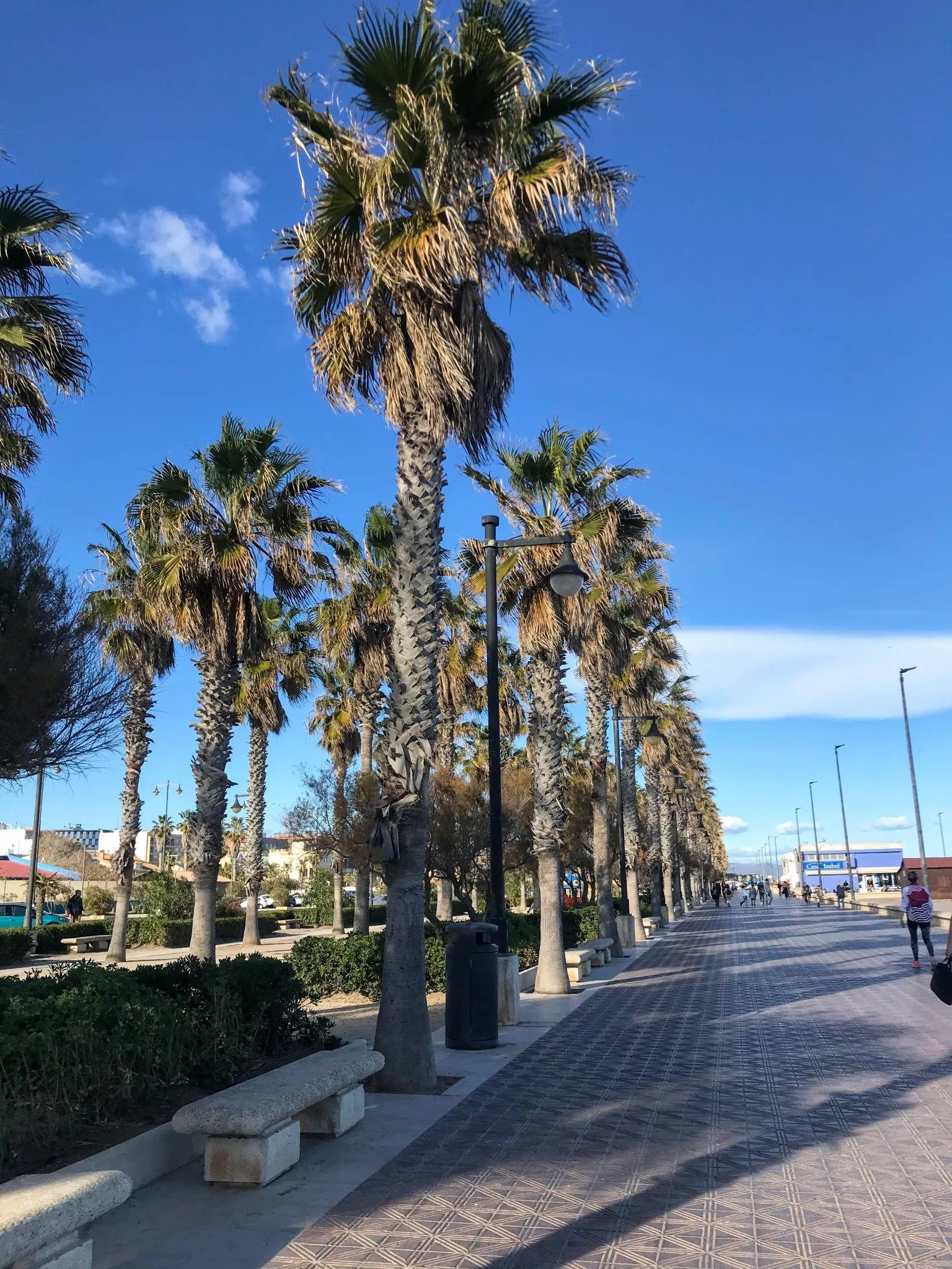 Wide seaside boardwalk lined with tall palm trees and benches along Playa de la Malvarrosa