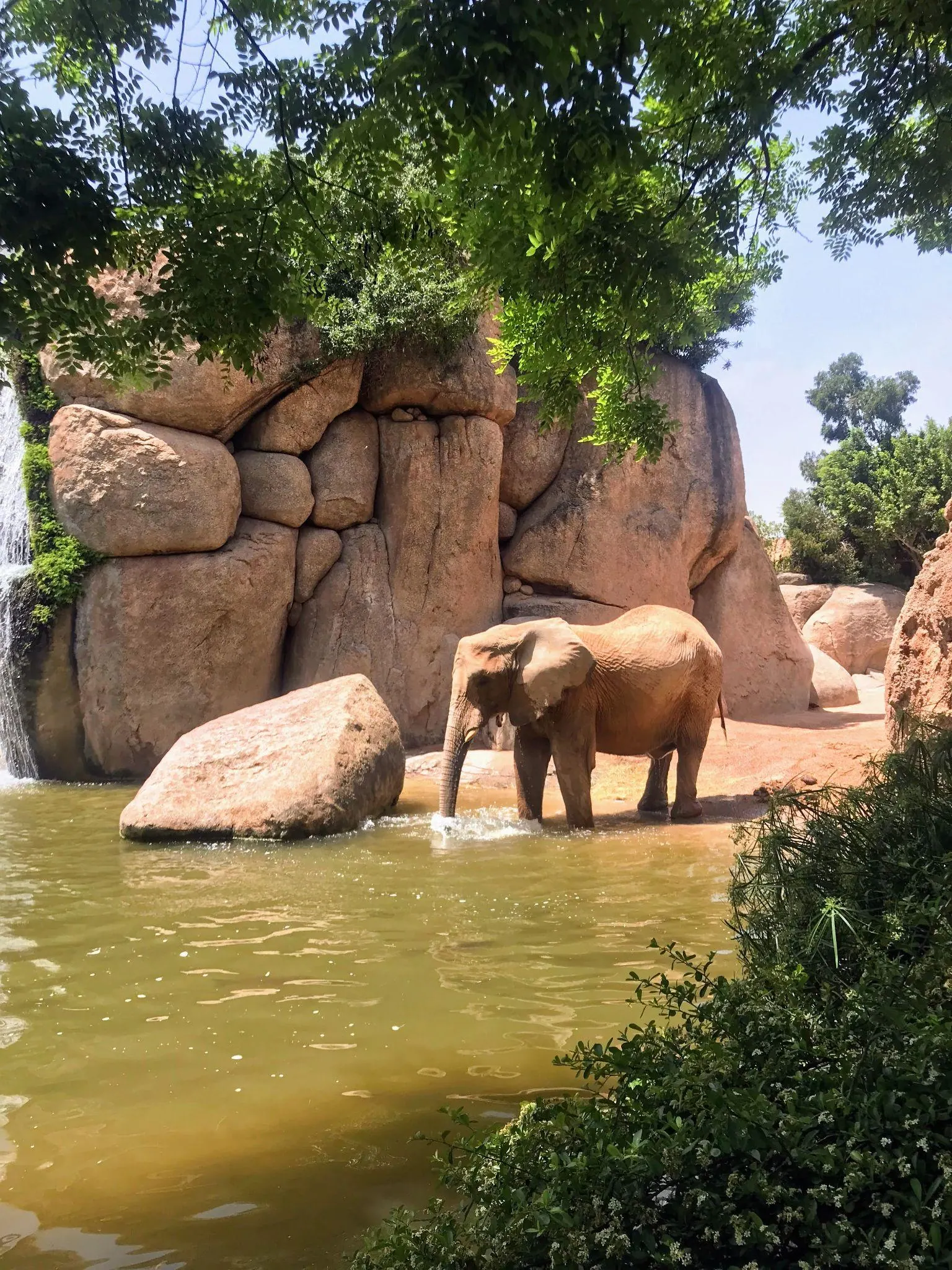 Open-air naturalistic savanna habitat with indigenous African wildlife inside Bioparc Valencia