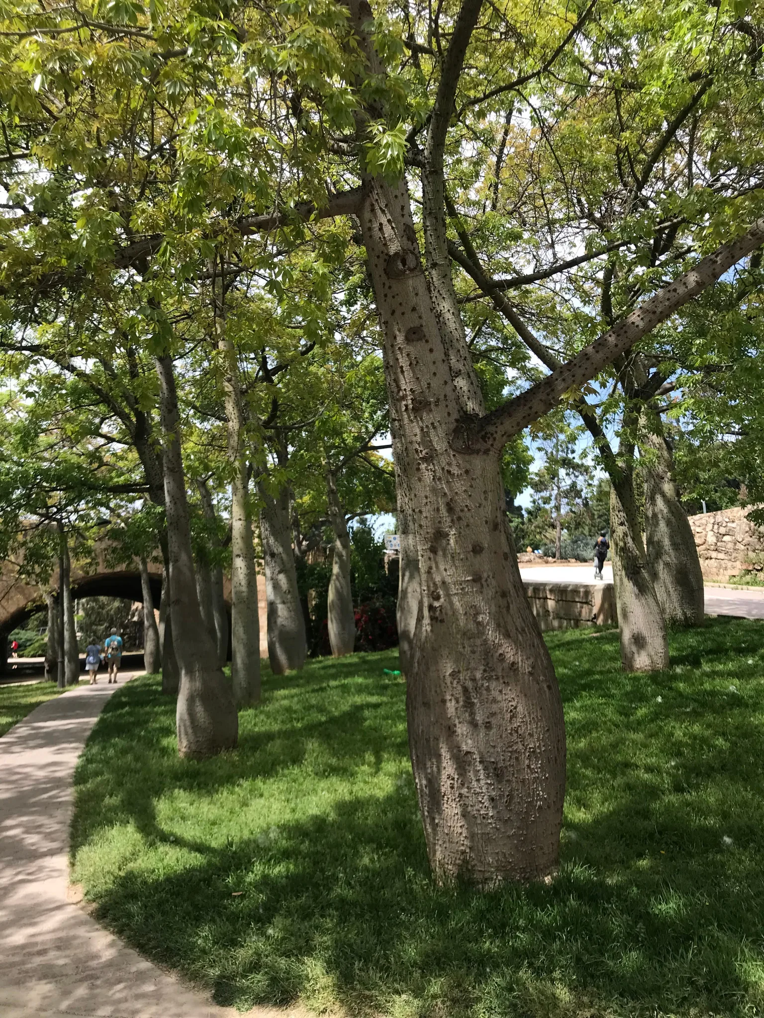 Bulging spiky trunks of bottle trees (palo borracho) beside a footpath and green lawn in Jardin del Turia