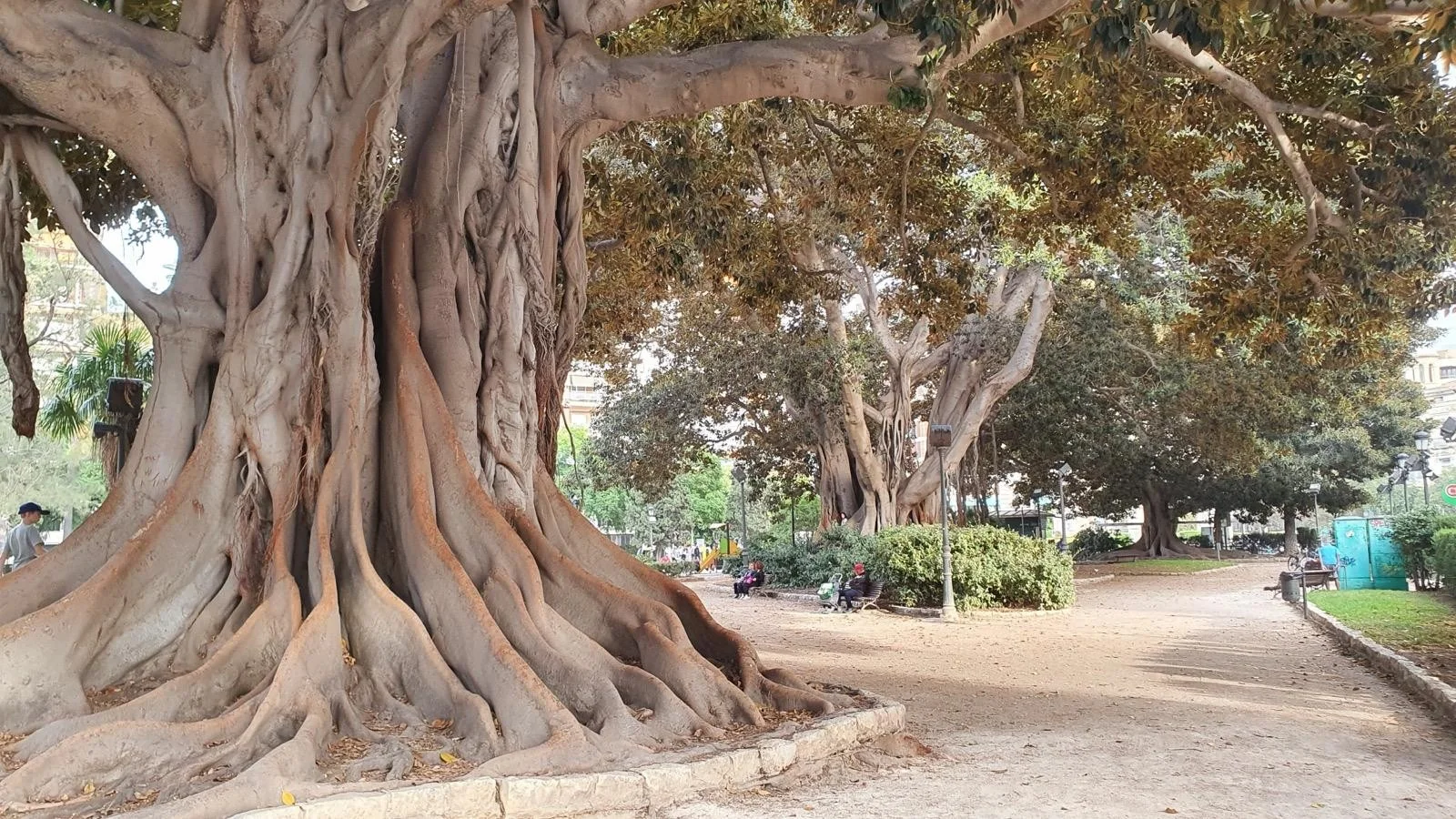 Sprawling twisted trunk and massive buttress roots of a century-old monumental ficus tree in Jardin de la Glorieta